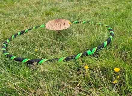 Hooptimal Frühlingsedition mit Parasol