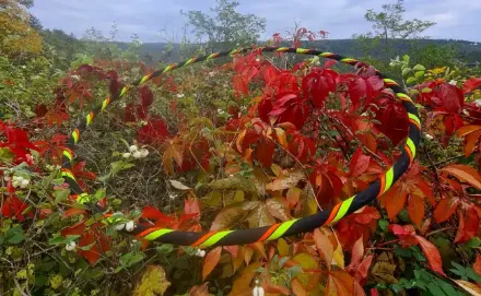 Hooptimal im roten Laub